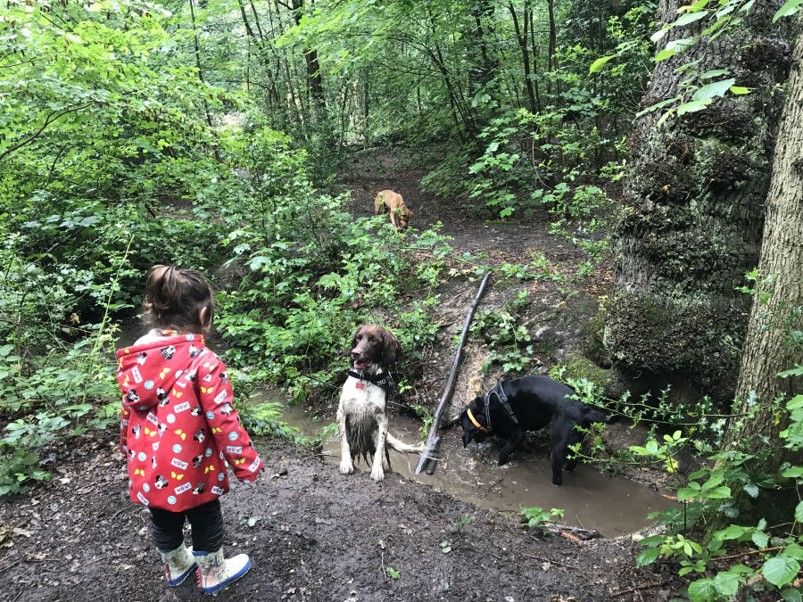 Dog Day Care
